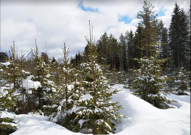 Omista tai tuttavien metsistä haetaan 300 000 kuusta ja ulkomailta tuodaan reilut 50 000 kuusta. 