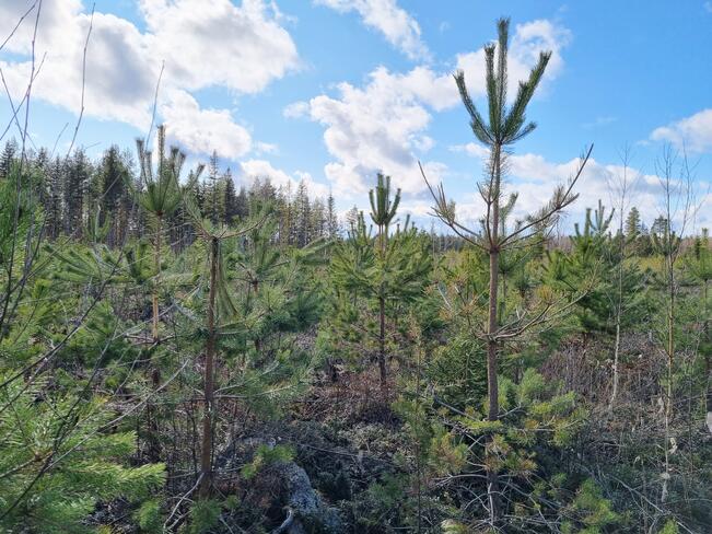 Hirvien vahingoittamia männyntaimia.