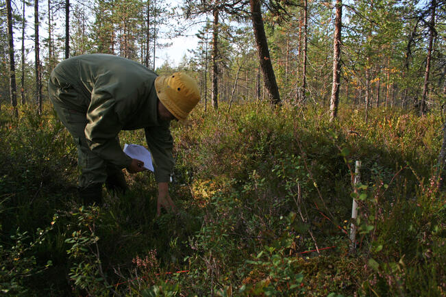 Kasvillisuusseurantaa suolla. 