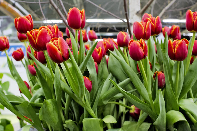 Viileässä tulppaanit avautuvat hitaammin ja säilyttävät kauneutensa pidempään.