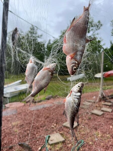 Koekalastuksen saalis oli särkikalavaltaista.