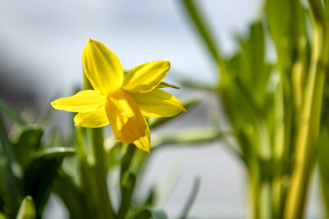 Narsissit ovat varma kevään merkki.