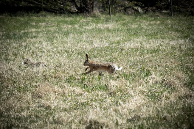 Rusakko valtaa alaa metsäjänikseltä.
