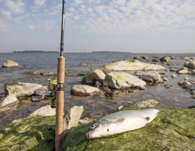 Kalastonhoitomaksu oikeuttaa siianonginnassa yhden vavan käyttöön. 