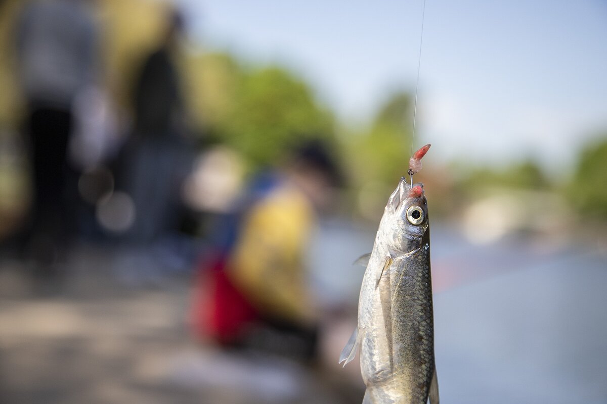 Salakka on tarttunut onkijan syöttiin Valtakunnallisen kalastuspäivän tapahtumassa.