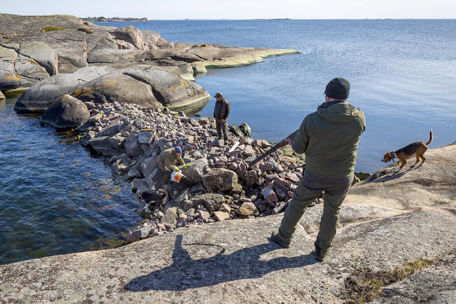 Mikko Toivola yritti huhtikuussa 2021 hätyytellä vieraspetoa lehtipuhaltimella Vänön saaressa Tommy Arfmanin sekä Oku- ja Ursa-koirien seuratessa sivusta. Haulikon kanssa valmiudessa oli Sami Vasenius.