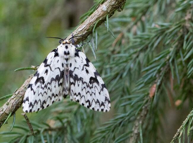 Havununna (Lymantria monacha) on yleistynyt Suomessa voimakkaasti ja levinnyt eteläisimmästä osasta maata Vaasa-Kuopio-linjalle.