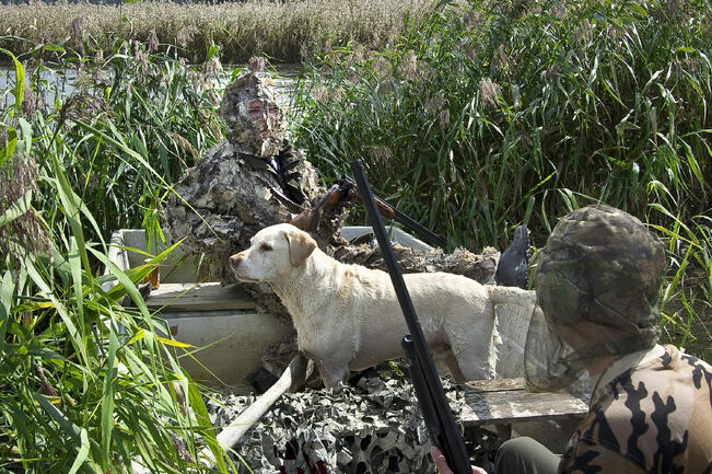 Vesilintujen metsästys alkaa tiistaina 20. elokuuta kello 12. 