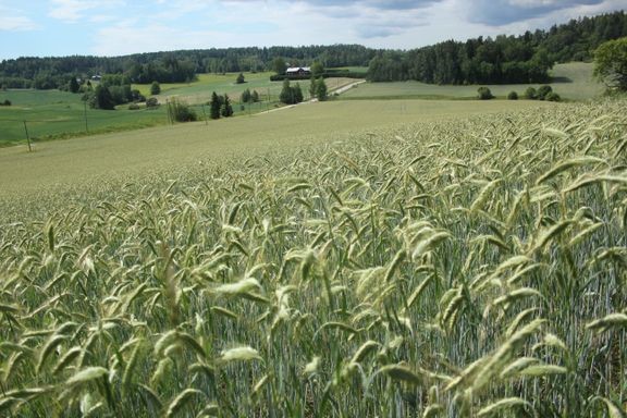 Tilojen määrä vähenee, mutta samalla olemassa olevien tilojen koko kasvaa.