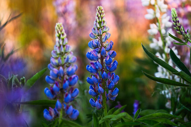 Kaarinalaiset kunnostautuivat erityisesti lupiinin torjunnassa.