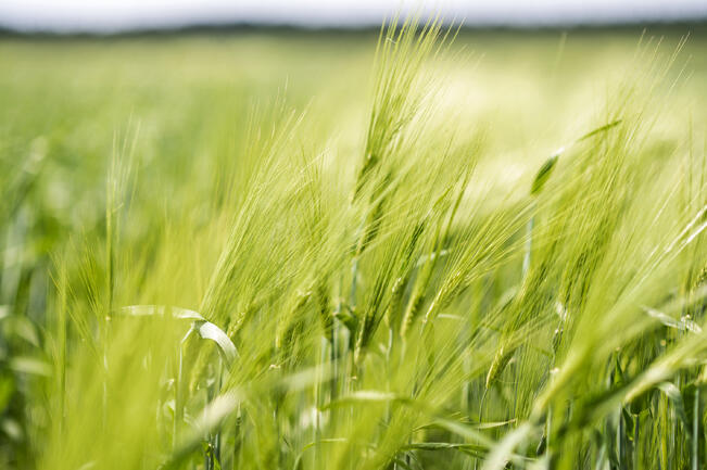 15 prosenttia Suomen uusista viljelijöistä on Varsinais-Suomessa.