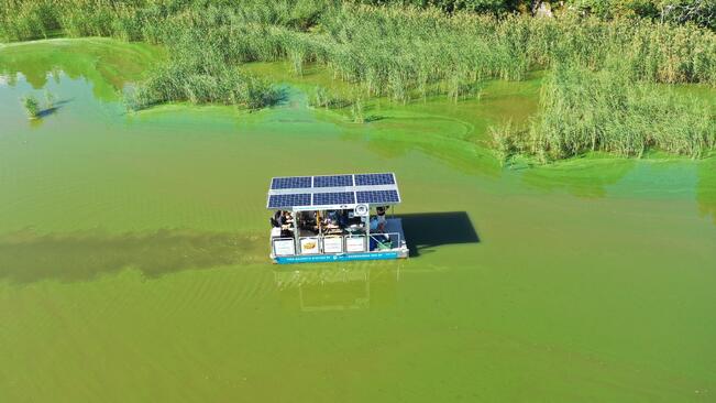 Roska-Roope kerää sinilevää viime kesänä. 