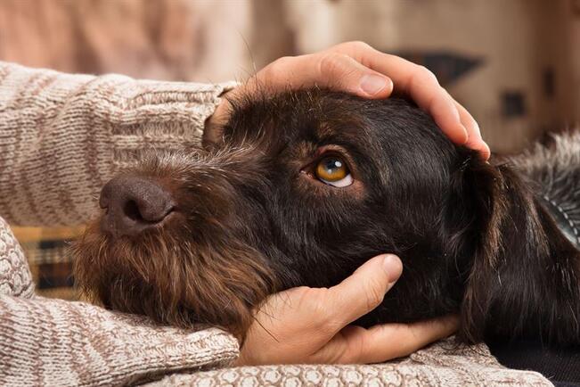 Anna koiran olla rauhassa valitsemassaan paikassa ja tarkkaile sen oloa.