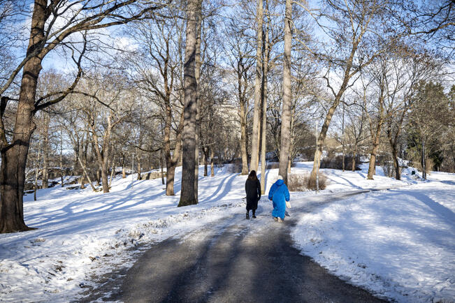 Vartiovuorenpuistossa on 436 hoitoleikattavaa puuta.