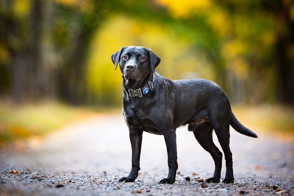 Vuoden 2024 suosituin koirarotu on labradorinnoutaja. 