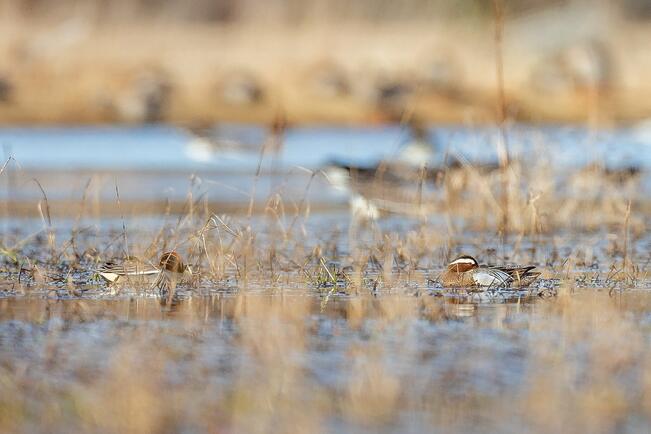 Lintuja kosteikossa.