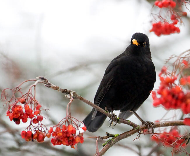 Mustarastaita havaittiin tavallista enemmän.