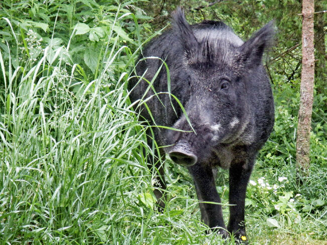 Suomessa on noin 2 500 villisikaa.