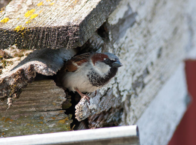 Varpusia on nyt vajaat 60 prosenttia vuosituhannen vaihteen määrästä ja runsas kolmannes 1980-luvun määrästä.