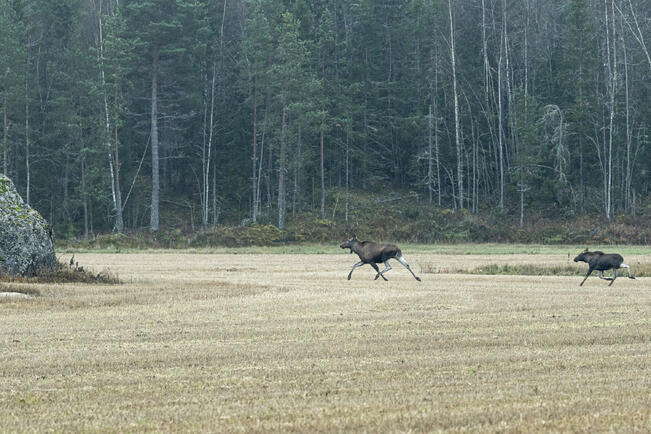 Suomessa arvioidaan olevan noin 87 000 hirveä.