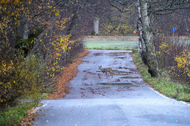 Valkohäntäpeuroja metsästettiin viidennes vähemmän kuin edellisenä vuonna.