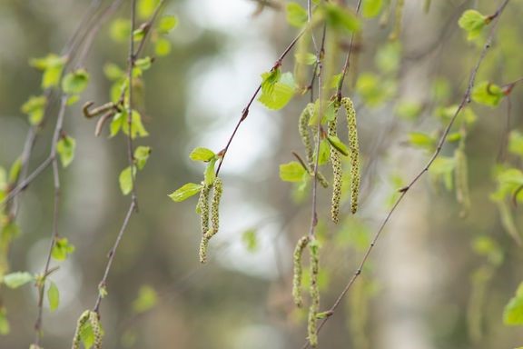 Keväällä allergiapuiden siitepölyä on Etelä- ja Keski-Suomessa keskimäärin kaksinkertaisesti 1980-luvun mittauksiin verrattuna ja kukinta on noin viikon aikaisemmin.