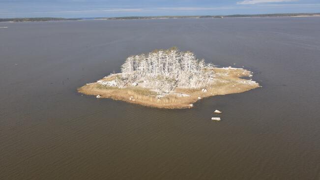 Loukkeenkari kuvattuna 8. toukokuuta.