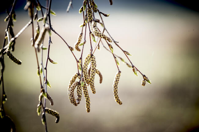 Koivun siitepölykausi kestää kolmisen viikkoa. 