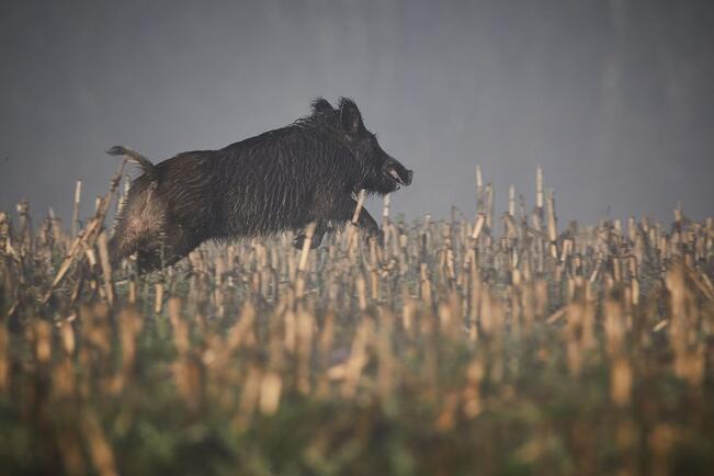 Villisikakolareiden määrä on Suomessa vielä pieni verrattuna Ruotsiin, jossa niitä on ongelmaksi asti. 