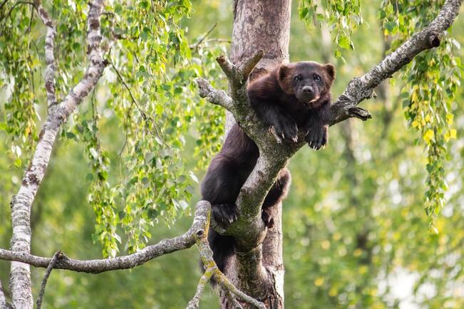 Etelä-Suomessa tyypilliset, lehtipuuvaltaiset sekametsät voivat olla ahmalle luultua tärkeämpiä elinympäristöjä. 