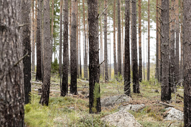 Talousmetsissä hakkuun jälkeen istutetaan tai kylvetään kasvamaan eniten mäntyä.