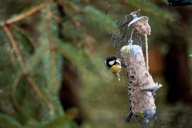 Viikonloppuna tarkkaillaan lintuja.