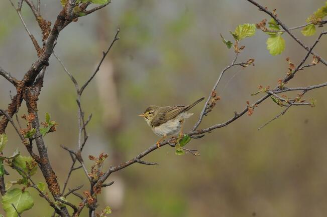 Pajulintu on harvinaistunut niin paljon, että se ei ole enää Suomen runsain pesimälaji. 
