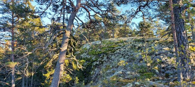 Inikorpin ikimetsä sijaitsee Korppoossa. 