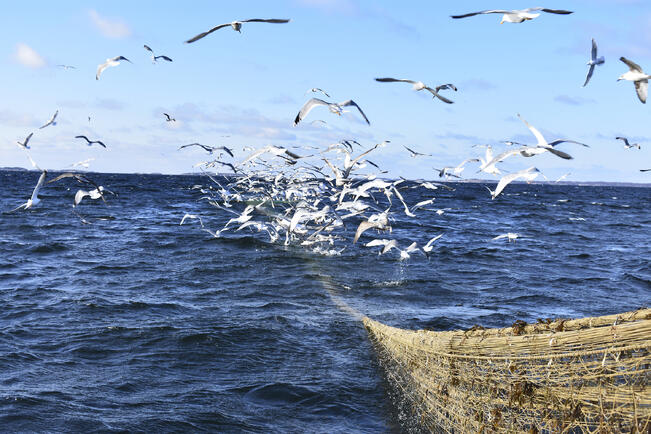 Lokkeja aterioimassa silakkatroolarilla eteläisellä Saaristomerellä.