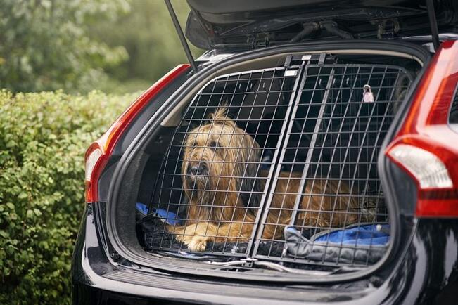 Lemmikin kuljetus autossa sujuu turvallisimmin, kun eläin on kytkettynä valjaisiin tai se matkustaa tarkoitukseen sopivassa häkissä.