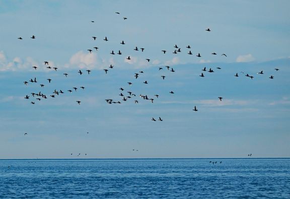 Mustalintujen parvi. 