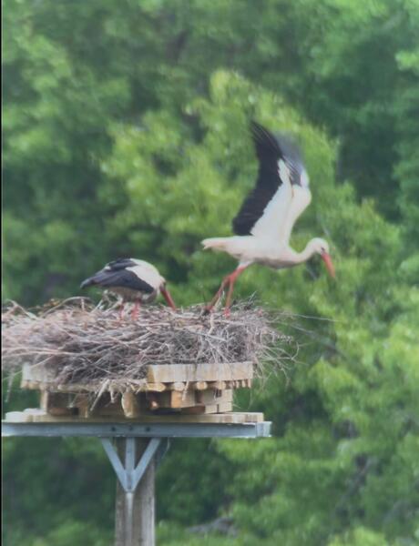 Haikarat pesällä kesäkuussa.