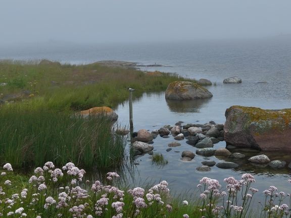 Sinileviä esiintyy Lounais-Suomen merialueilla vielä tavanomaista vähemmän. 
