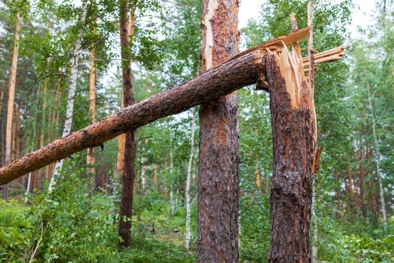Kes&#228;myrskyn j&#228;lkeen vakuutusyhti&#246;ihin tulee yhteydenottoja normaalia enemm&#228;n.