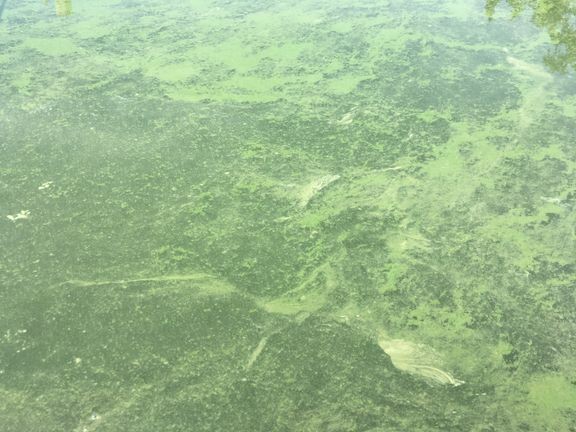 Sinilevää veden pinnalla. 