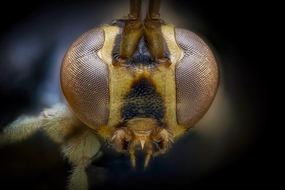Brachycyrtus ornatus -ahmaspistiäinen on värikäs ahmaspistiäisiin kuuluva loispistiäislaji. Kuvassa lajin kasvot edestäpäin kuvattuna.  
