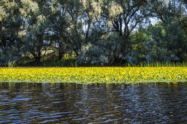 Keltalammikin lehdet muistuttavat lumpeen lehtiä ja kukat ovat keltaisia.
