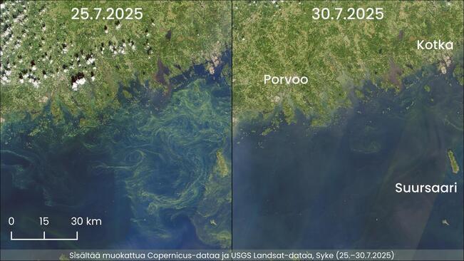 Perjantain ja keskiviikon satelliittihavaintojen vertailu itäiseltä Suomenlahdella näyttää, kuinka avomeren ja rannikon läheiset kukinnat ovat vähentyneet alkuviikon aikana. 