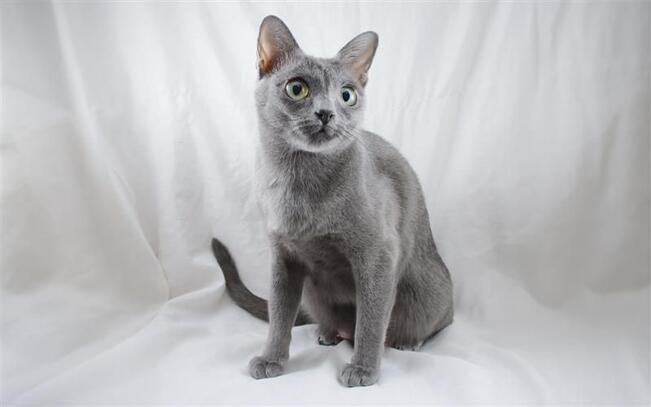 Korat-kissojen valtimosairauden taustalla on mutaatio LDLR-geenissä, joka on keskeinen kolesterolia säätelevä geeni. 
