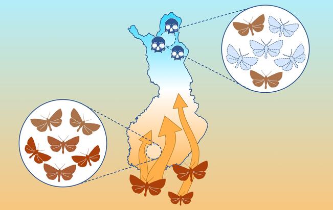 Kylmään sopeutuneet lajit harvinaistuvat Pohjois-Suomessa samalla kun Etelä-Suomeen saapuu uusia lämpimään sopeutuneita lajeja. 