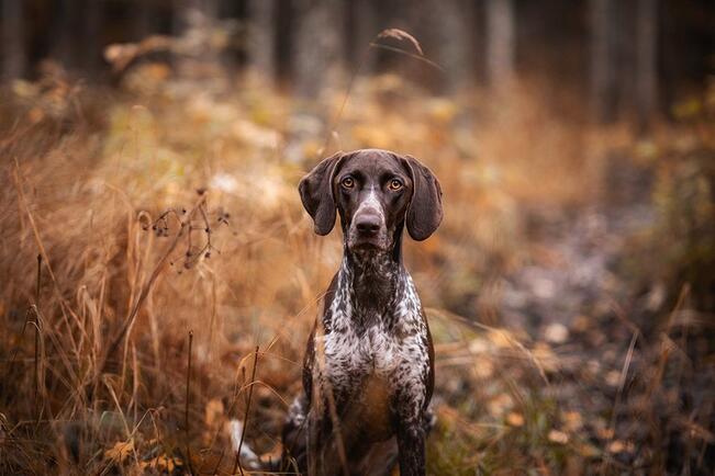 Metsästyskoirien harjoittaminen pääsee alkamaan toden teolla 20. elokuuta, kun metsästyslain mukainen koirien kiinnipitoaika päättyy. 