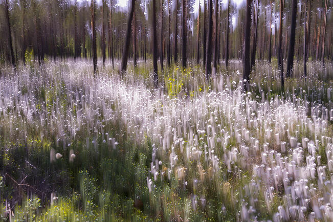 Risto Savolaisen valokuvat näyttävät luonnon uudessa valossa.
