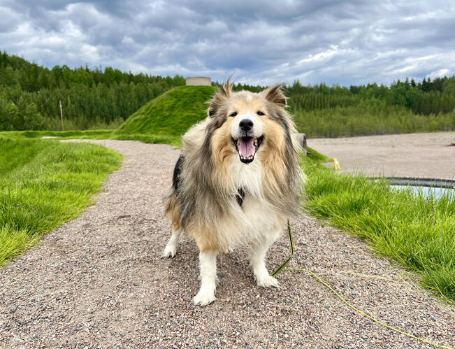 Aktiivinen elämä ja loputon intohimo ruokaan ovat 15-vuotiaan Seppo-koiran pitkän iän salaisuus. 