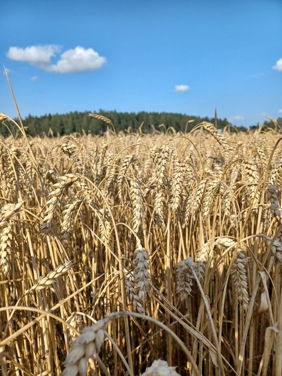Syysvehn&#228;n hehtaarisatojen arvioidaan olevan jopa 20–30 prosenttia viimeisen viiden vuoden keskisatoja parempia. 